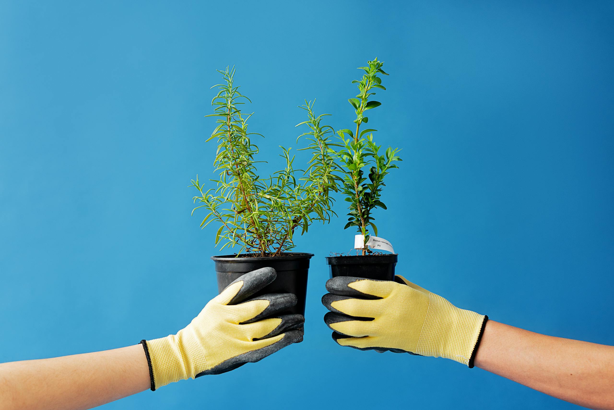 <strong>Універсальний декор</strong>