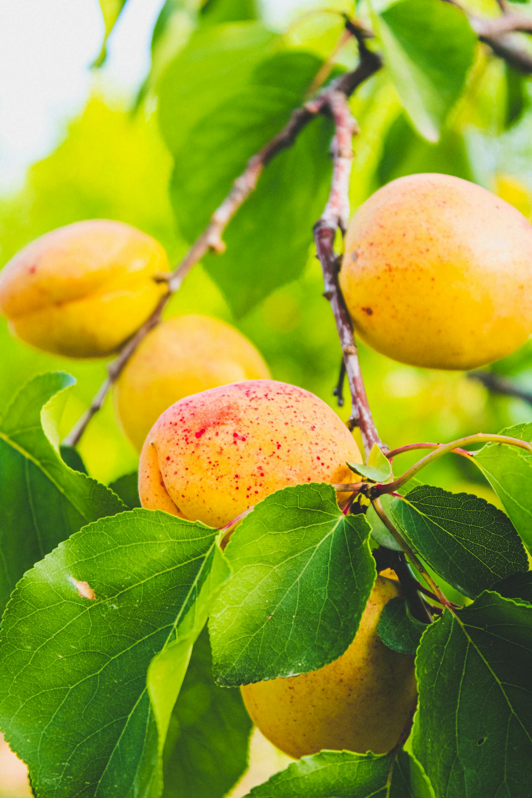 🌳 1. Стабільний щорічний урожай